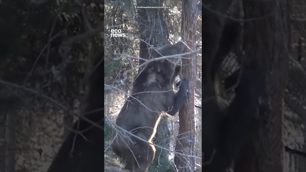 Así llegaron los animales del ex zoo Luján llegaron a los santuarios de Europa