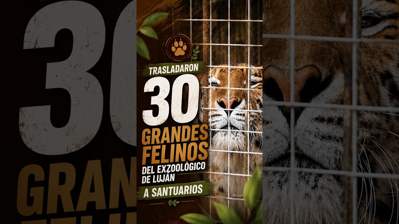 Trasladaron a 30 felinos del Ex Zoo Luján
