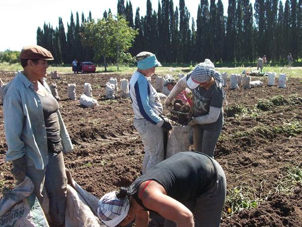 AFIP-Inspección-CampoBatata-002