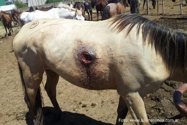 Caballos robados en "Lamas". Foto: Lujanenlinea.com.ar