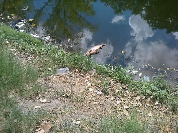 pecesmuertos-2014-II