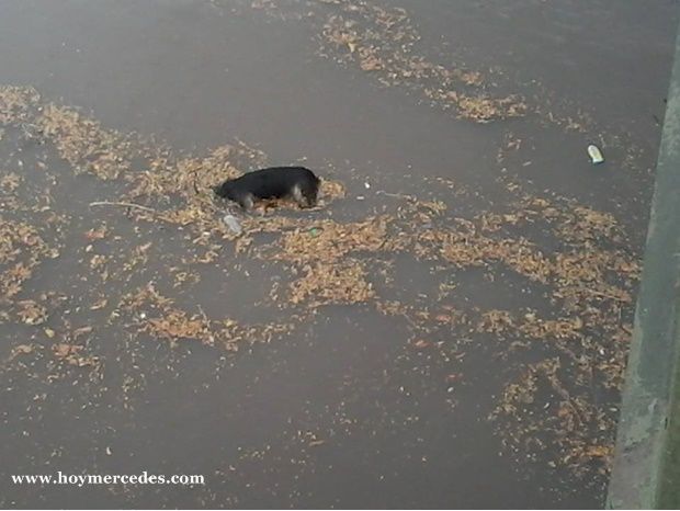 PerroMuerto-RioLujan