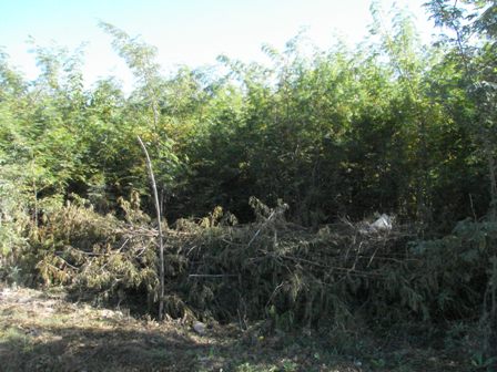 31 terreno La Colina 3