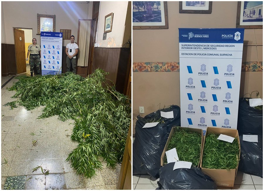 Suipacha: tenían 54kg de marihuana en plantación y fueron detenidos