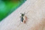 Giles: Primer caso de dengue detectado En la vecina localidad detectaron el primer caso de dengue. La situación es grave en todo el país. La información fue suministrada por la Secretaría de Salud de San Andrés de Giles.