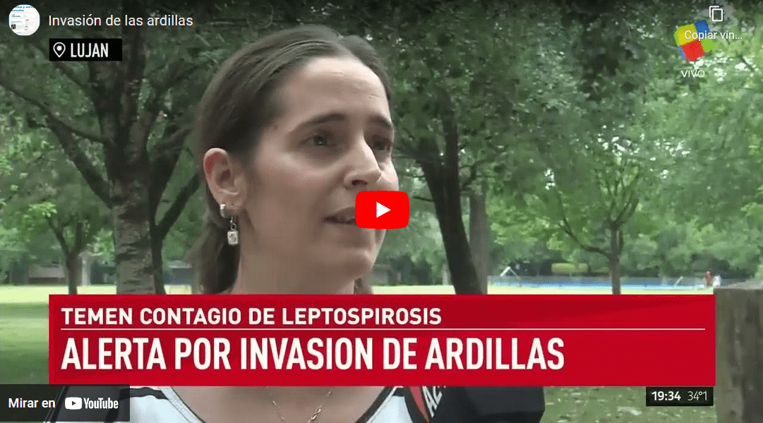 Ardillas: de Luján a toda la región ¿Son un problema? (Video)