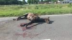 Caballo suelto atropellado por camioneta en colectora de RN N°5