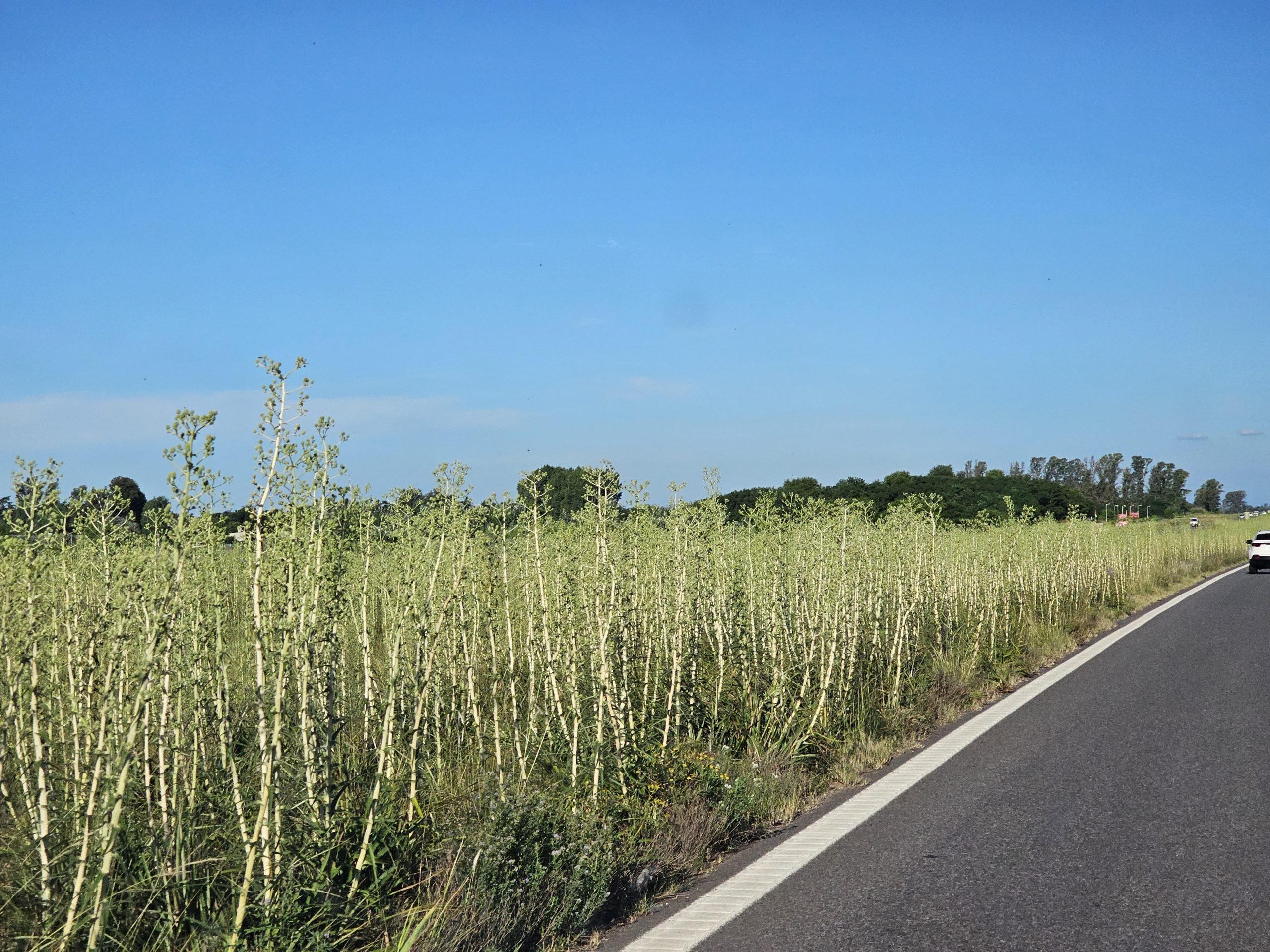 Peajes: el pasto cada vez más algo y falta de mantenimiento