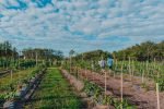Turismo y reconocimiento: tres viñedos de Mercedes ingresan al catálogo "Vinos Buenos Aires"