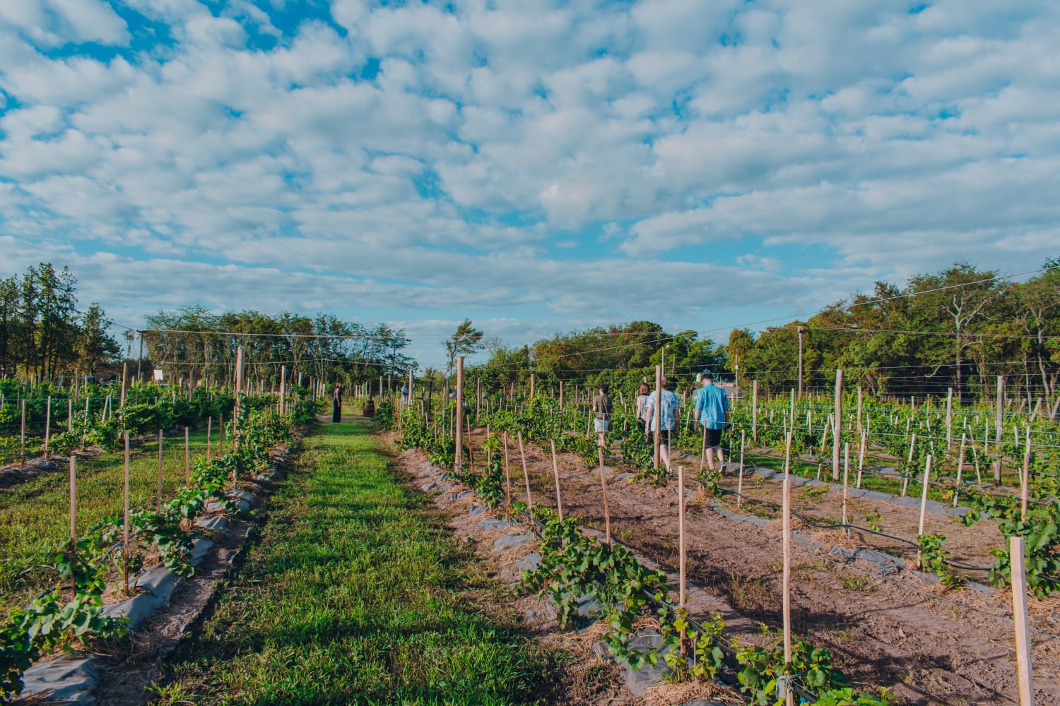 Turismo y reconocimiento: tres viñedos de Mercedes ingresan al catálogo "Vinos Buenos Aires"