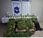 Plantación de Marihuana