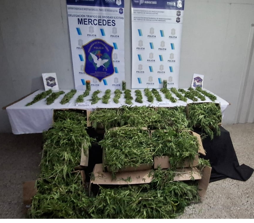 Plantación de Marihuana