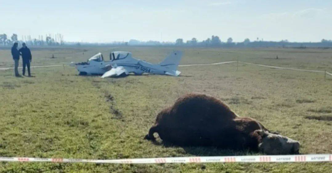 Insólito siniestro en Chivilcoy: avioneta choca contra un toro y lo mata