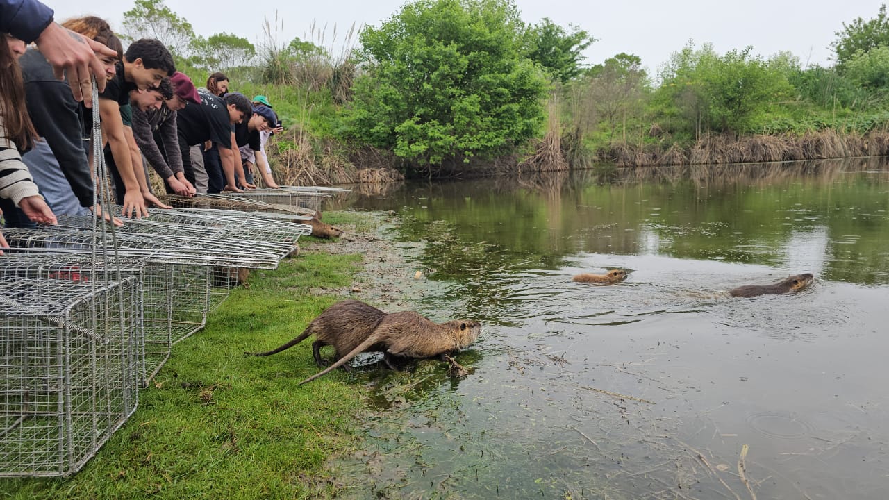 Liberación de coipos y trabajo solidario en el Arroyo Balta