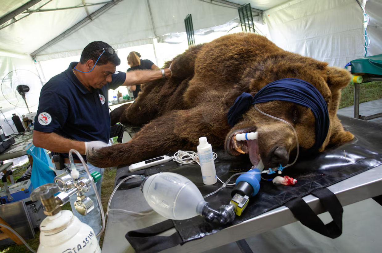 Rescate histórico en Luján: trasladan a un santuario a los últimos animales del zoológico clausurado