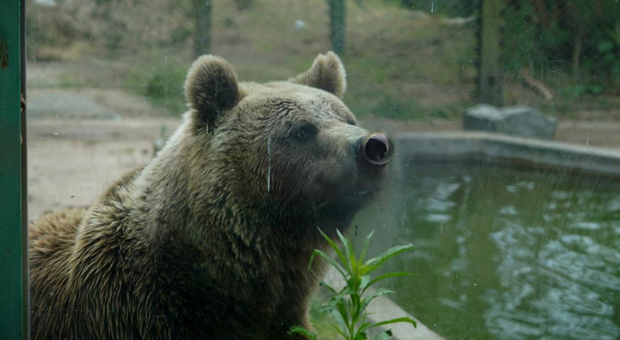 Traslado de animales, Zoo Luján