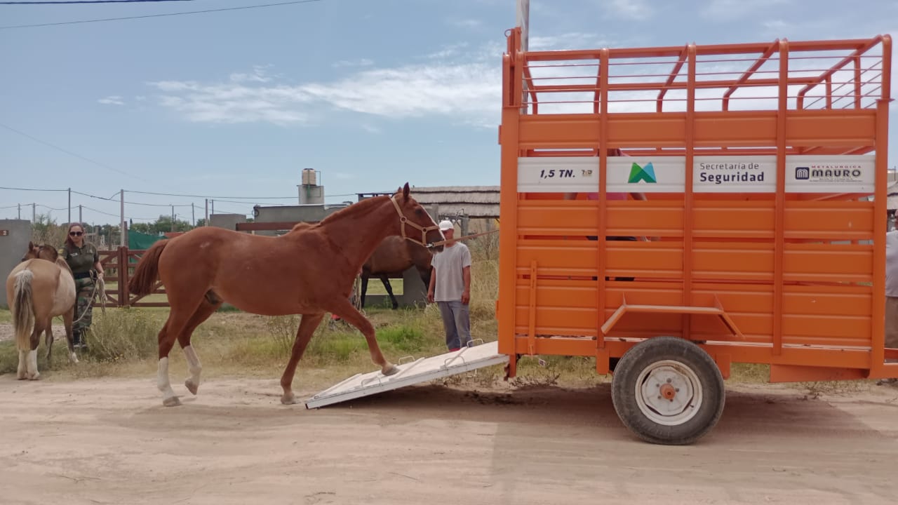 Seguridad - Secuestro de caballos.