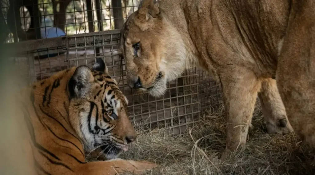 Preparan el traslado histórico de otros 30 felinos del ex Zoo de Luján a santuarios internacionales