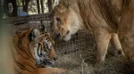 Preparan el traslado histórico de otros 30 felinos del ex Zoo de Luján a santuarios internacionales